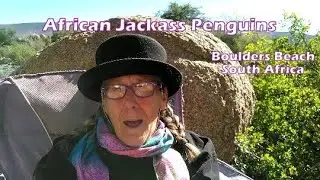 African Jackass Penguins Boulders Beach South Africa