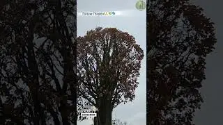 Something About This Autumn Tree Feels Different 🍂🌫️ #shorts