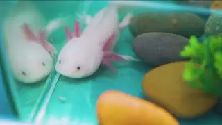 SeaWorld San Diego's Bayside Aquarium reopens with a spotlight on unique species