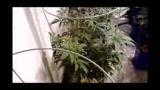 lemon kush 2K HPS titan flo n gro ..day one
