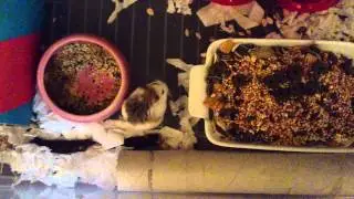 MY HAMSTERS LIKED THE OXBOW FOOD 09/09/14 @ 14:10