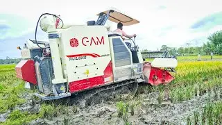 GAM Harvester Machine Working Deep Mud Paddy Cutting  | Dhan Kata Machin  | Tractor video