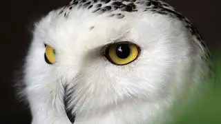 Snowy Owl Sound | Snowy Owl Sound Effect | Owl Noises | Nature Sounds | No Music