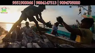 Fish export wholesale business in Chennai | 9094705000 | NFBD Group
