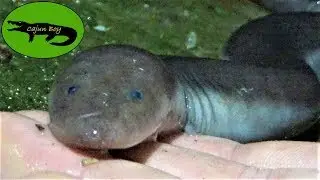 Catching Giant Noodle Salamanders by Hand!