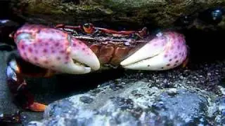 Purple shore crab san francisco california