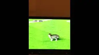 Cat on pitch at Liverpool v Spurs game