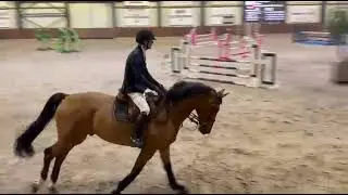 Dht 12-02-2026: Odano, gelding, 2019 by Cantona