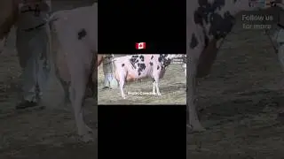 Royal agricultural winter fair 2025 #shonkicanadian #highlights #royalagriculturalwinterfair2025