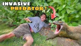 REMOVING INVASIVE SPECIES TAKING OVER MY BACKYARD !