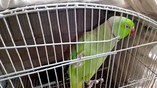 Talking Parrot saying ALLAH HU BISMILLAH MITHU #animals #birds #dailylife  #fyp #viral 