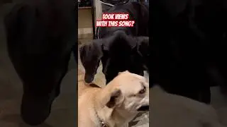 Huge Dog and the Viral Song #dog #play #pets #playing can we get 100K views? Thank you