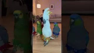 Parrots Dancing in Cute Costume 🦜💃 | Funny & Professional Dance | AniverseWorld #aniverseworld #love