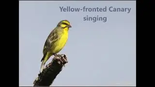 Yellow-fronted Canary song