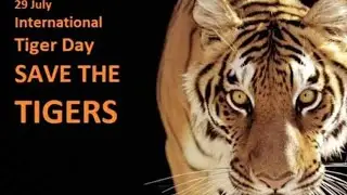 World Tiger Day 2021 | 29th July International Tiger Day| Tiger day Quotes, Slogan, Wishes, status