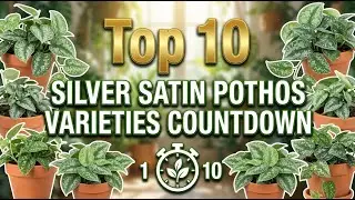 Top 10 Silver Satin Pothos Varieties Countdown | RK FACTROLOGY
