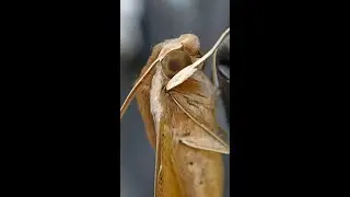 Macro world of insects || Just look into his eyes || Brown Hawk Moth🦋 #shorts
