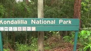 Sunrise at One Tree Hill and hiking to Kondalilla falls