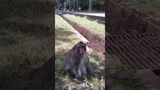 Monkey Angkor