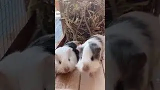 Baby Guinea pig Pumpkin and Pistachio in a new house