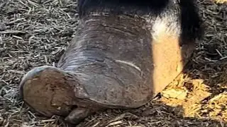 Rescue the poor donkey and help it walk normally.