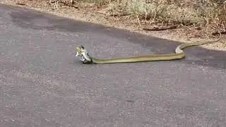 Camelion vs snake 2018
