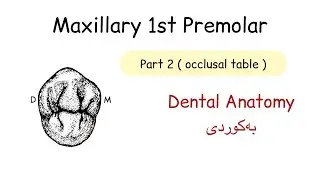Maxillary 1st Premolar ( occlusal table )بە کوردی