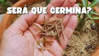 Vale a pena comprar SEMENTES DE ROSA DO DESERTO na Shopee? (Testei a Germina&ccedil;&atilde;o!)