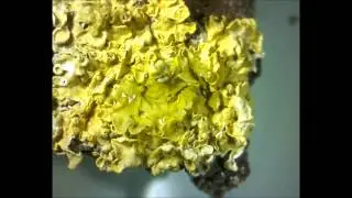 Rehydrating Lichen