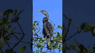 Oriental darter on tree top|Snake bird|ചേരക്കോഴി