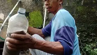 Bertani Mudah , Murah Pakai Pupuk Super Gratis. Tanaman Subur..