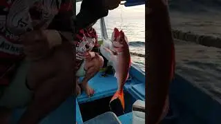 Pagi-Pagi Strike Ruby Snapper / Ikan Popong