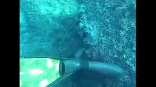 Подводная охота, дайвинг, фридайвинг