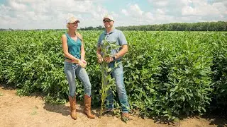Jolly Green Giant (TALL SOYBEANS) in Missouri