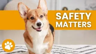 How To Create A Safe Environment For Your Dog