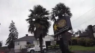 Nanaimo is  Palm city on  Vancouver Island