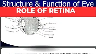 Role of Retina in vision [ Urdu/Hindi #wellnessbyfarah