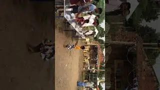 Sengalapuram Pongal Games 2025 Game 30