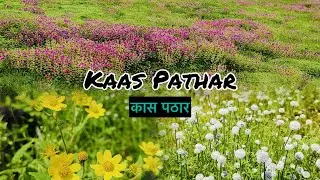 Kaas Pathar Satara 2024 | Kaas Plateau | The Valley Of Flowers Maharashtra | कास पठार