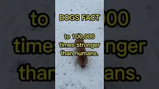 THE INCREDIBLE FACT OF DOGS 🐩🐩 #shorts #curiosity #pets
