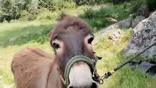 moj Prijatelj, kako je on tužan što odlazim😪