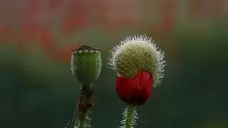 ||Drop's of Dew|| Natural form of water||The beauty of nature-water droplets||