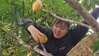 Two young couples are harvesting mangoes and longan to sell. Linh's Life