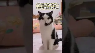 ネッコの可愛すぎてニヤける動画まとめwww #猫 #猫のいる暮らし #猫動画 #ねこ #可愛い #かわいい #癒し #ペット #動物 #2ch #shorts