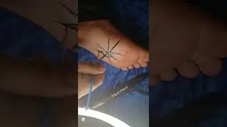 Easy Spider Web #art #painting #facepaint #tutorial #halloween #spiderweb #drawing #makeup #feet