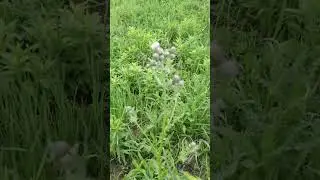 Canada thistle (Cirsium arvense) control. Nip it in the bud. @TheDriftlessDenizen