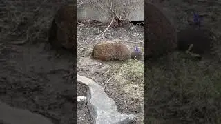 Canadian Marmot МАРМОТ КАНАДСКИЙ СУРОК