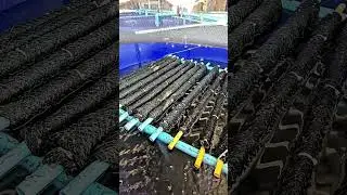 Closed-loop recirculation fish farming system #100% authentic snakehead fish from Phitsanulok.