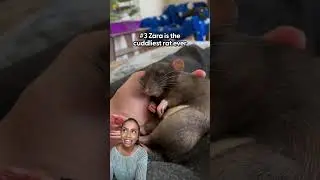 This Video Made Me Love Rats... | The Dodo
