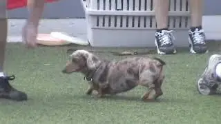 Woofjocks Toronto